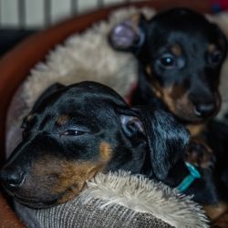 Photos