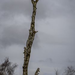 Photos