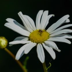 Photos
