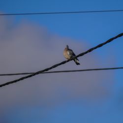Photos