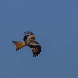 Photos
