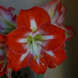 Photos