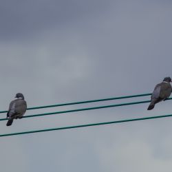 Photos