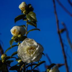 Photos