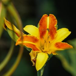 Photos