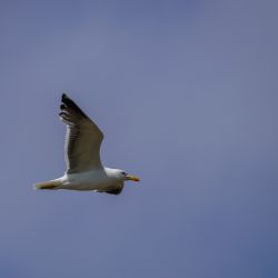 Photos