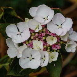 Photos
